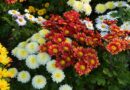 Выращивание хризантем фото