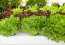 Выращивание салата