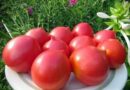 Отечественные сорта помидор для открытого грунта