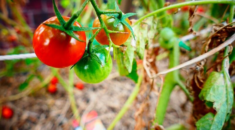 Способы выращивания томатов