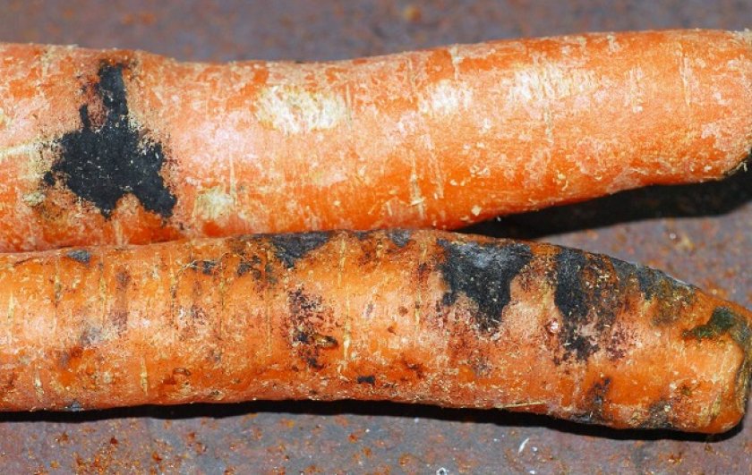 Болезни овощных культур -  Черная гниль моркови
